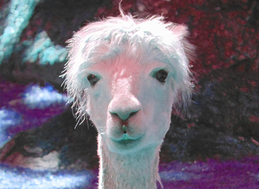 Close-up of a goofy-looking llama