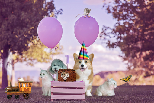 Cats, dogs and mice at a birthday picnic with pink balloons