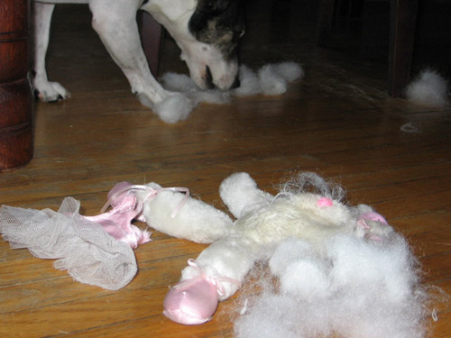 Jack Russell Terrier savaging a stuffed ballerina rabbit