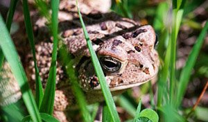 American Toad chilling in vibrant-green grass