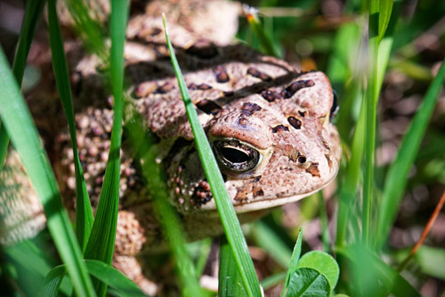 American Toad chilling in vibrant-green grass